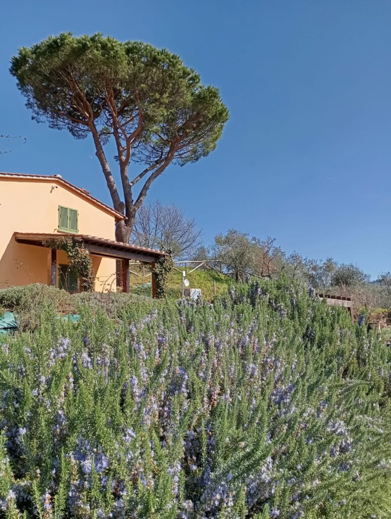 tuscany vacation rental spring flowers